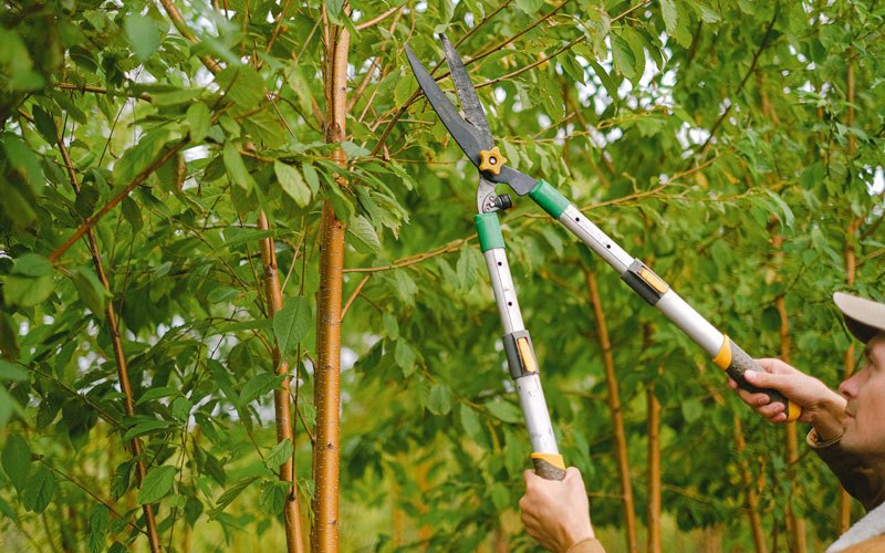 Tree trimming in Hammond, OR
